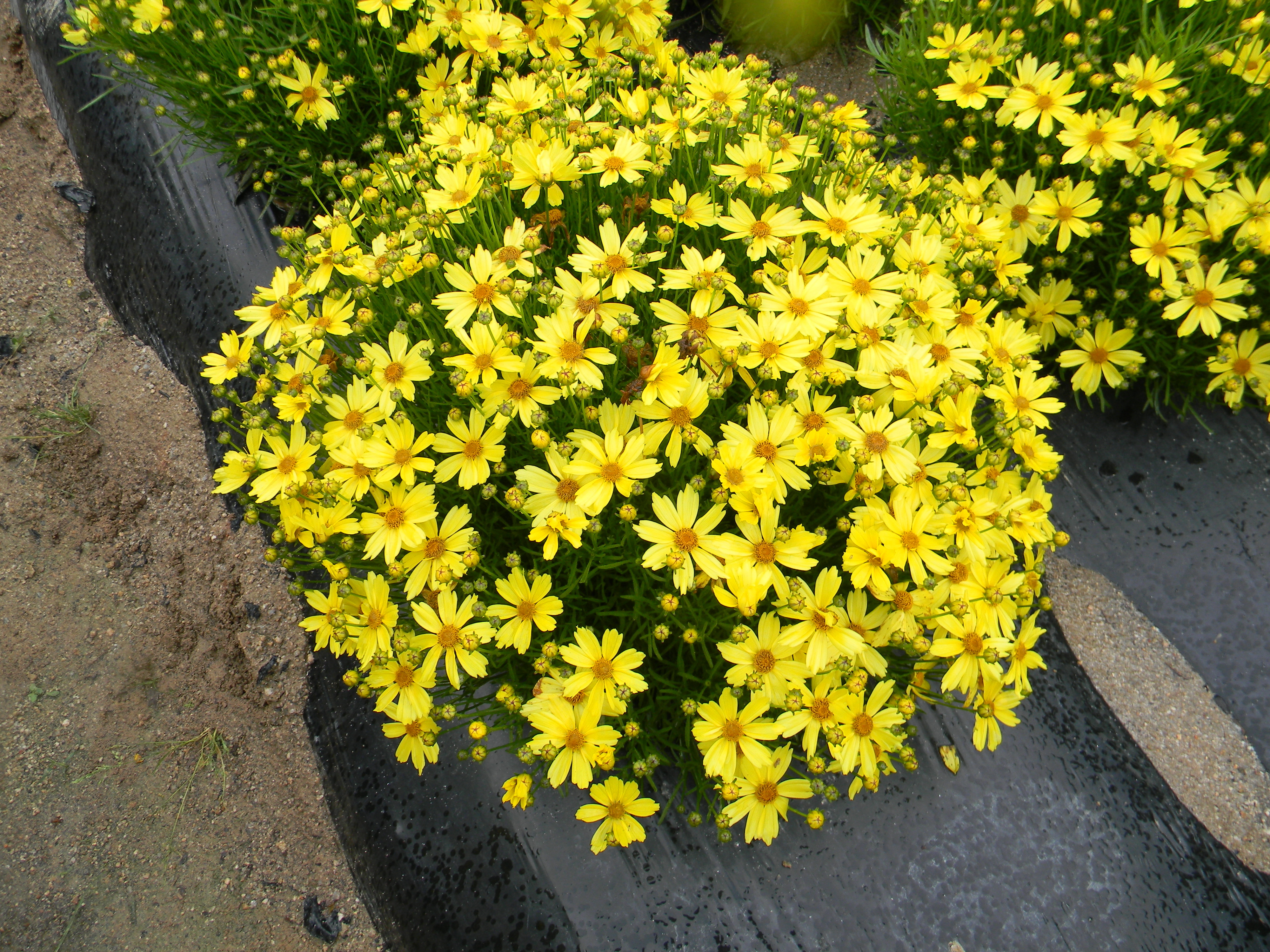 Coreopsis verticillata ‘Golden Ball 48’